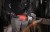 AGV_22-230_DMS--App_2.jpg