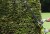 Ryobi RHT6160RS,2.jpg
